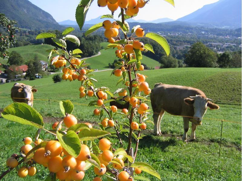 Apartamento Landhaus Fellnerbauer Bad Reichenhall Exterior foto